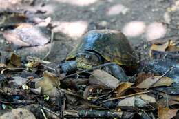 Image of Oaxaca Mud Turtle