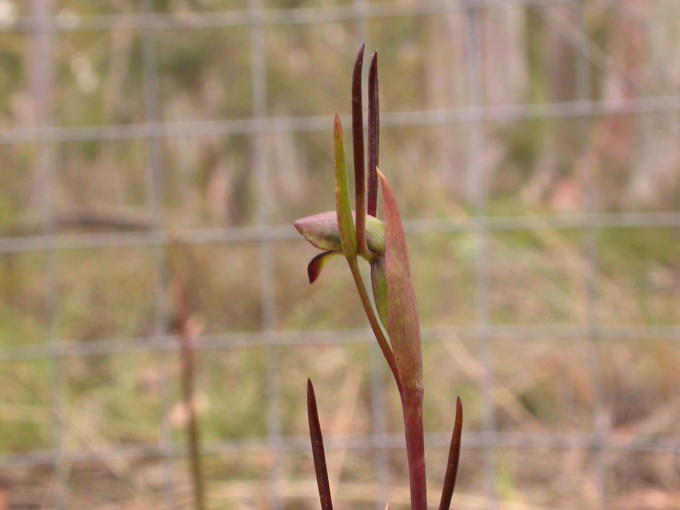 Image of Bird's-mouth orchid