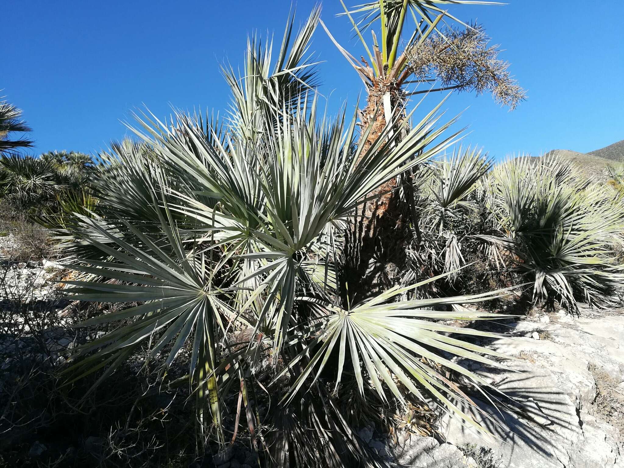 Image of Brahea decumbens Rzed.