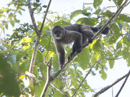 Image of Brown weeper capuchin