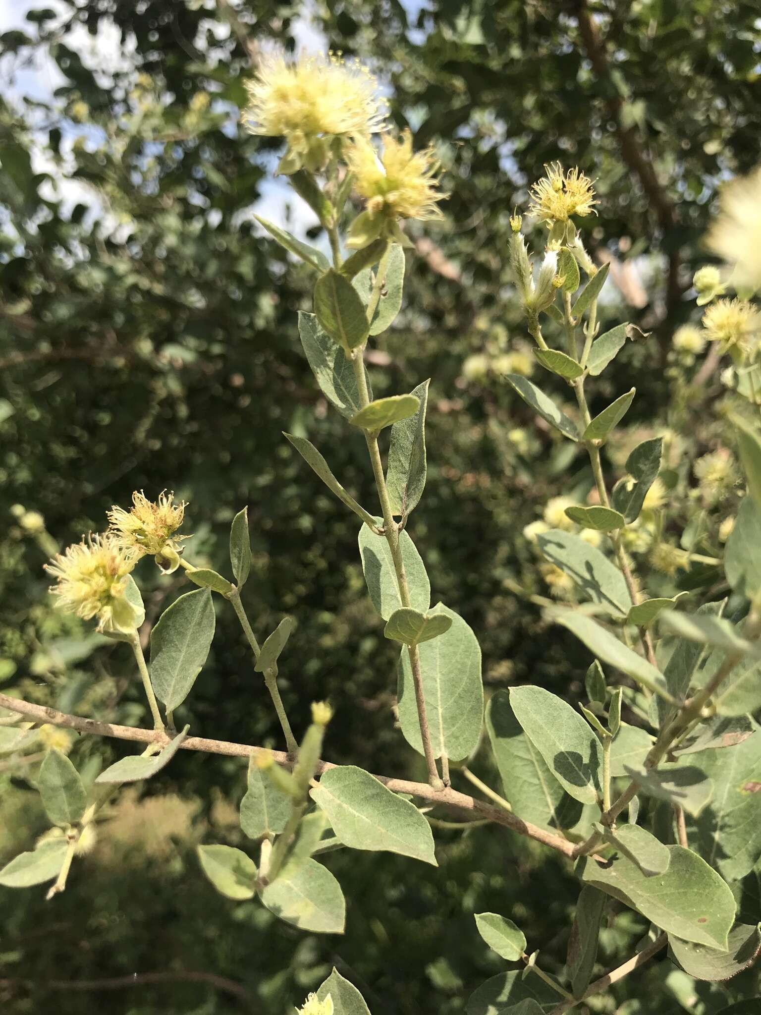 Sivun Guiera senegalensis J. F. Gmel. kuva