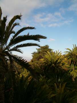 Image of Bushman's River Cycad