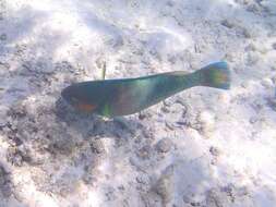 Image of Rivulated parrotfish