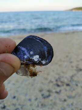 Image of Mediterranean mussel