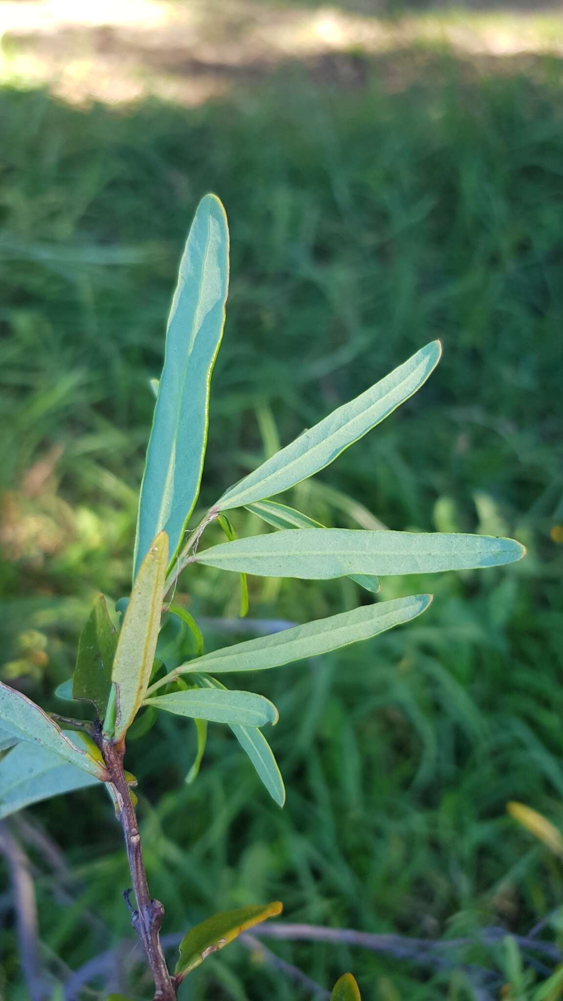 Image of Santalum obtusifolium R. Br.