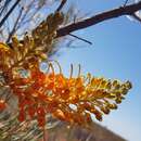 Imagem de Grevillea juncifolia Hook.