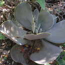 Image of Echeveria acutifolia Lindl.