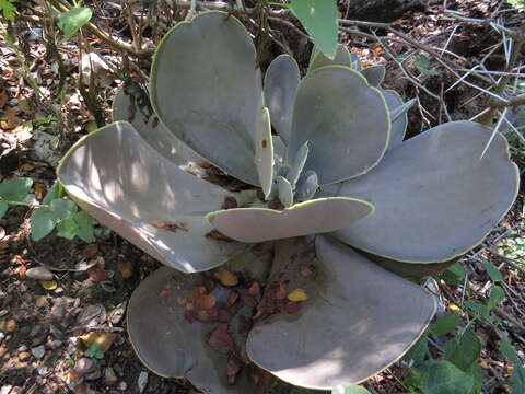 Image of Echeveria acutifolia Lindl.