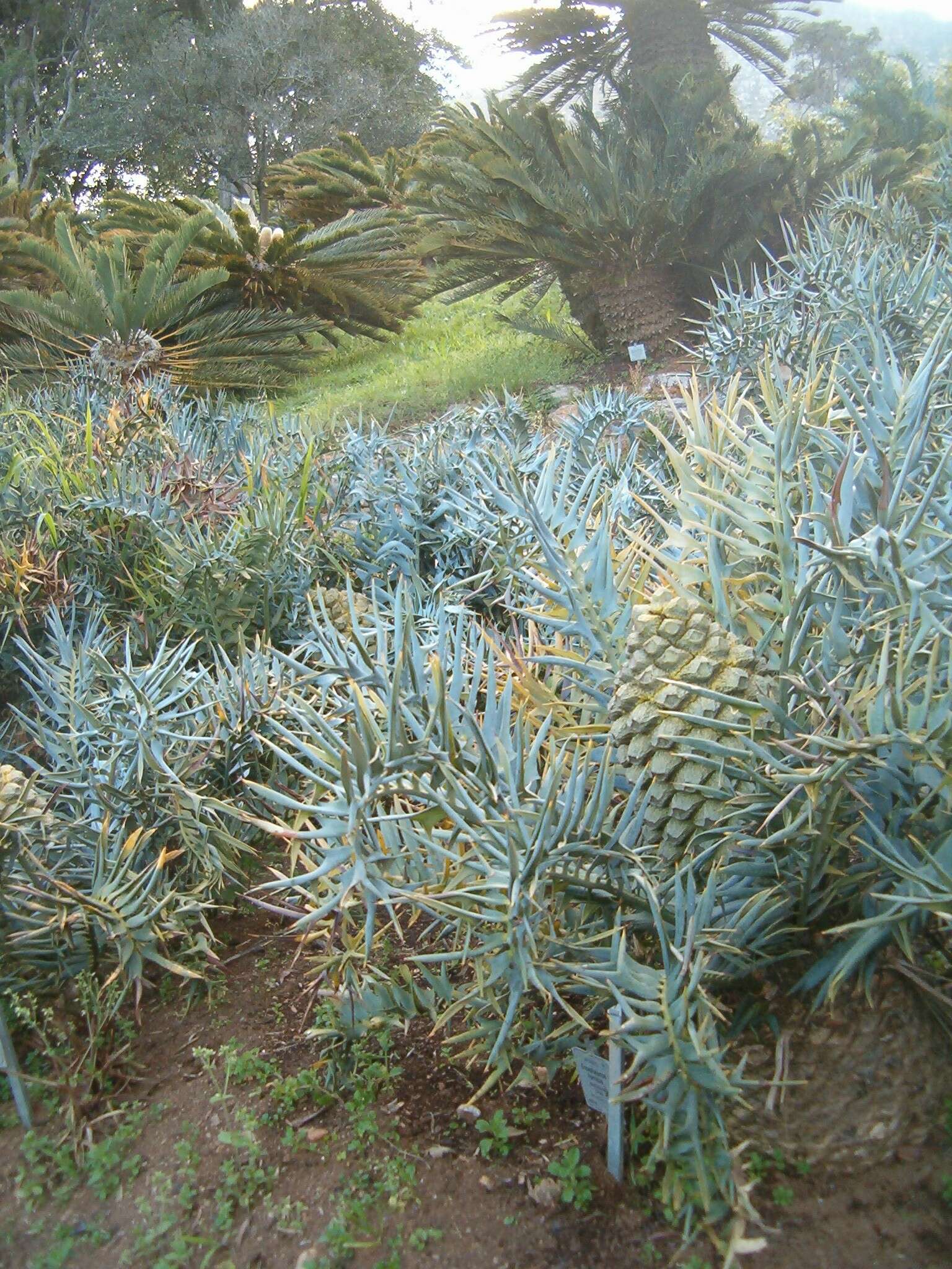 Image of Eastern Cape Blue Cycad