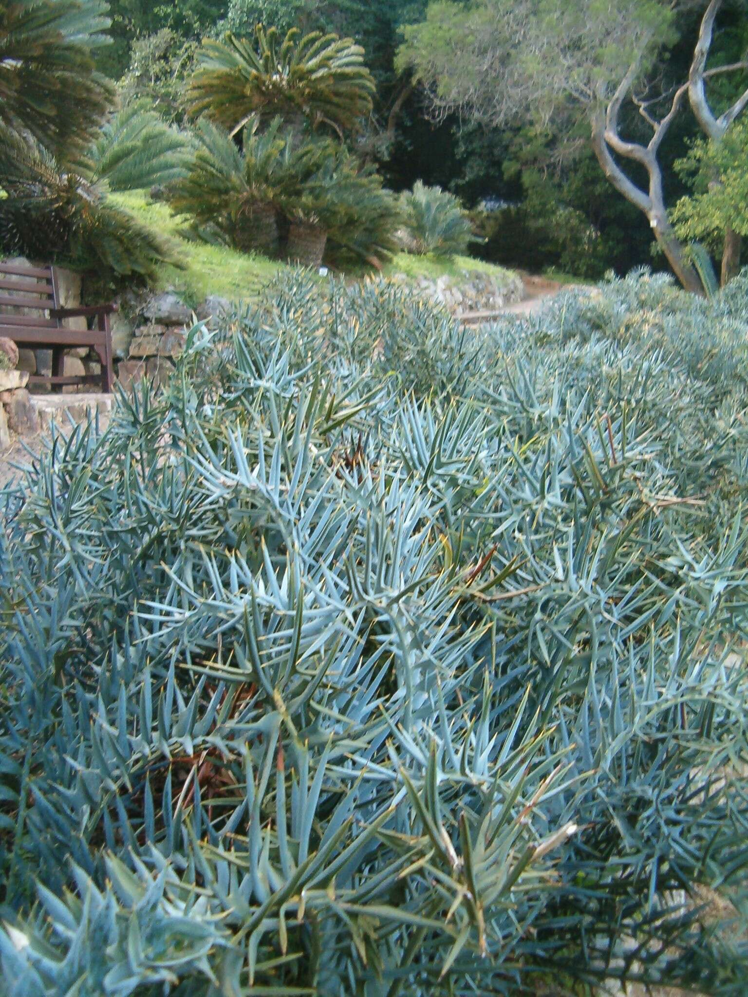 Image of Eastern Cape Blue Cycad