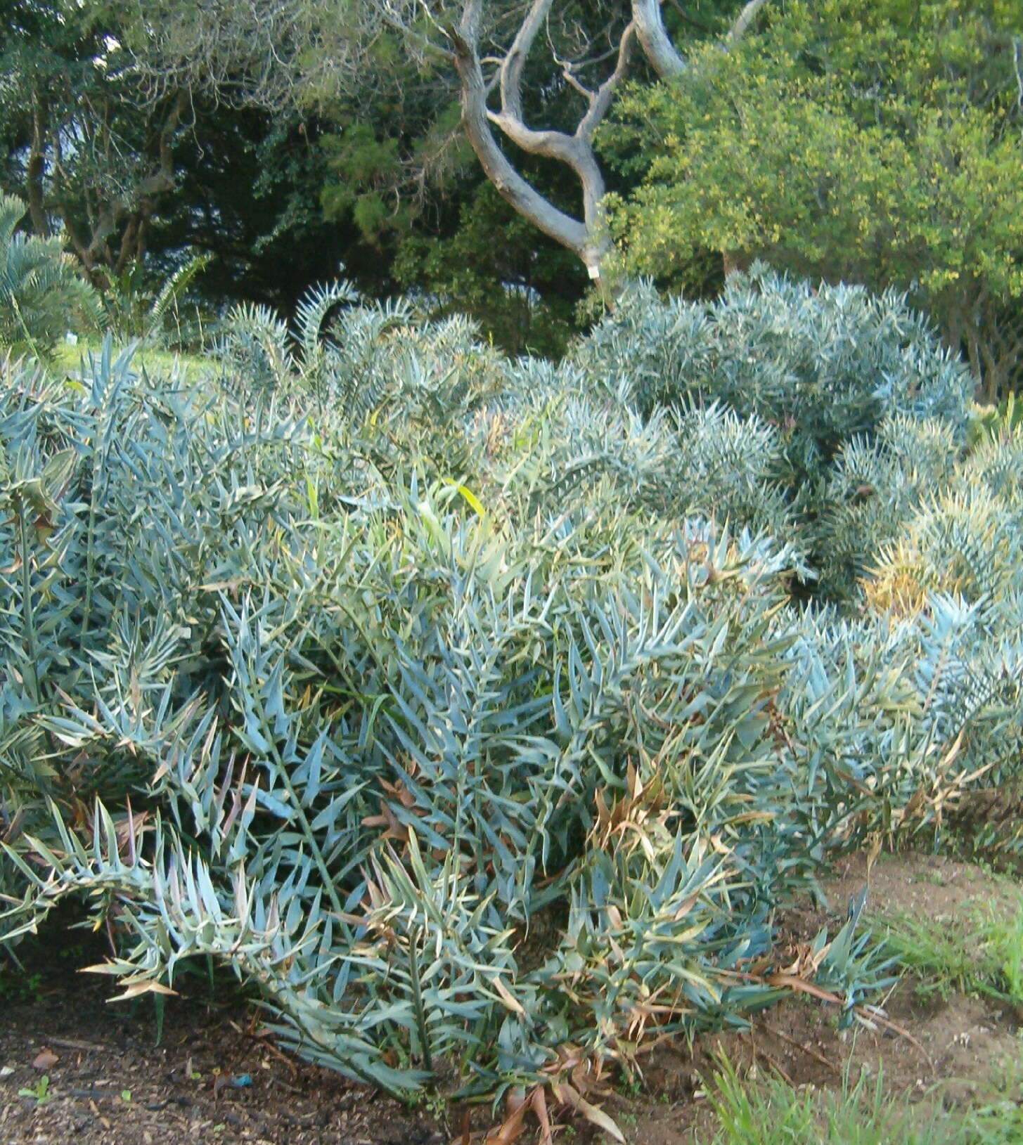 Image of Eastern Cape Blue Cycad