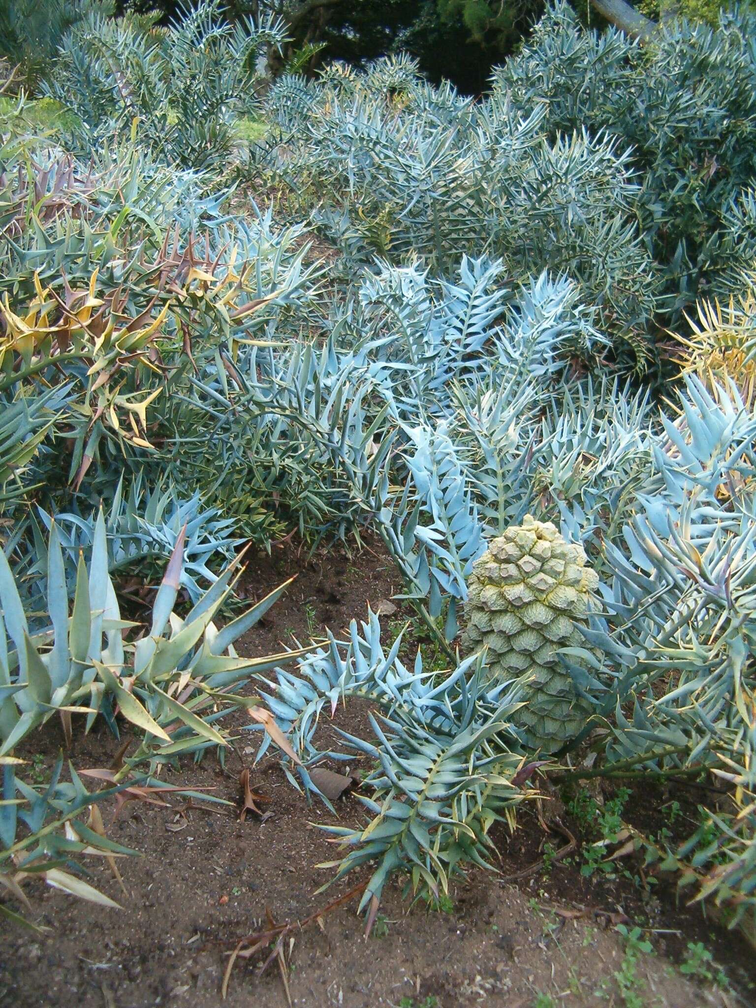 Image of Eastern Cape Blue Cycad