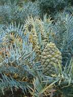 Image of Eastern Cape Blue Cycad