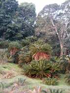 Image of Albany Cycad