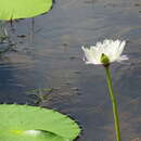 Plancia ëd Nymphaea gigantea Hook. fil.