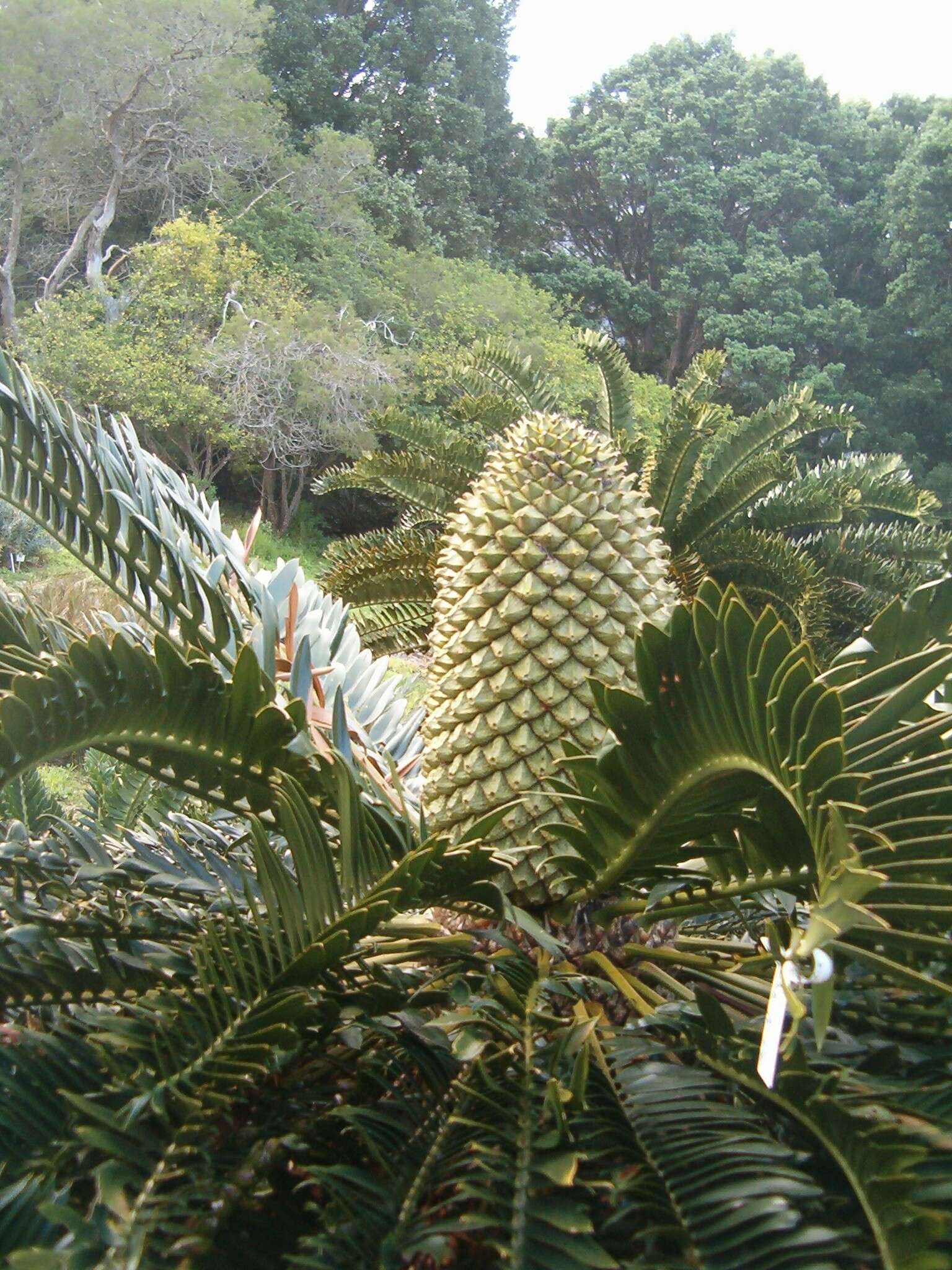 Image of Albany Cycad