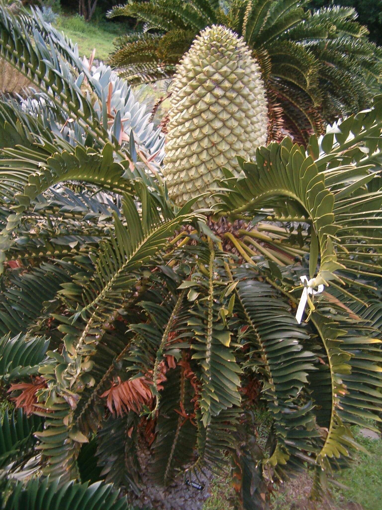 Image of Albany Cycad