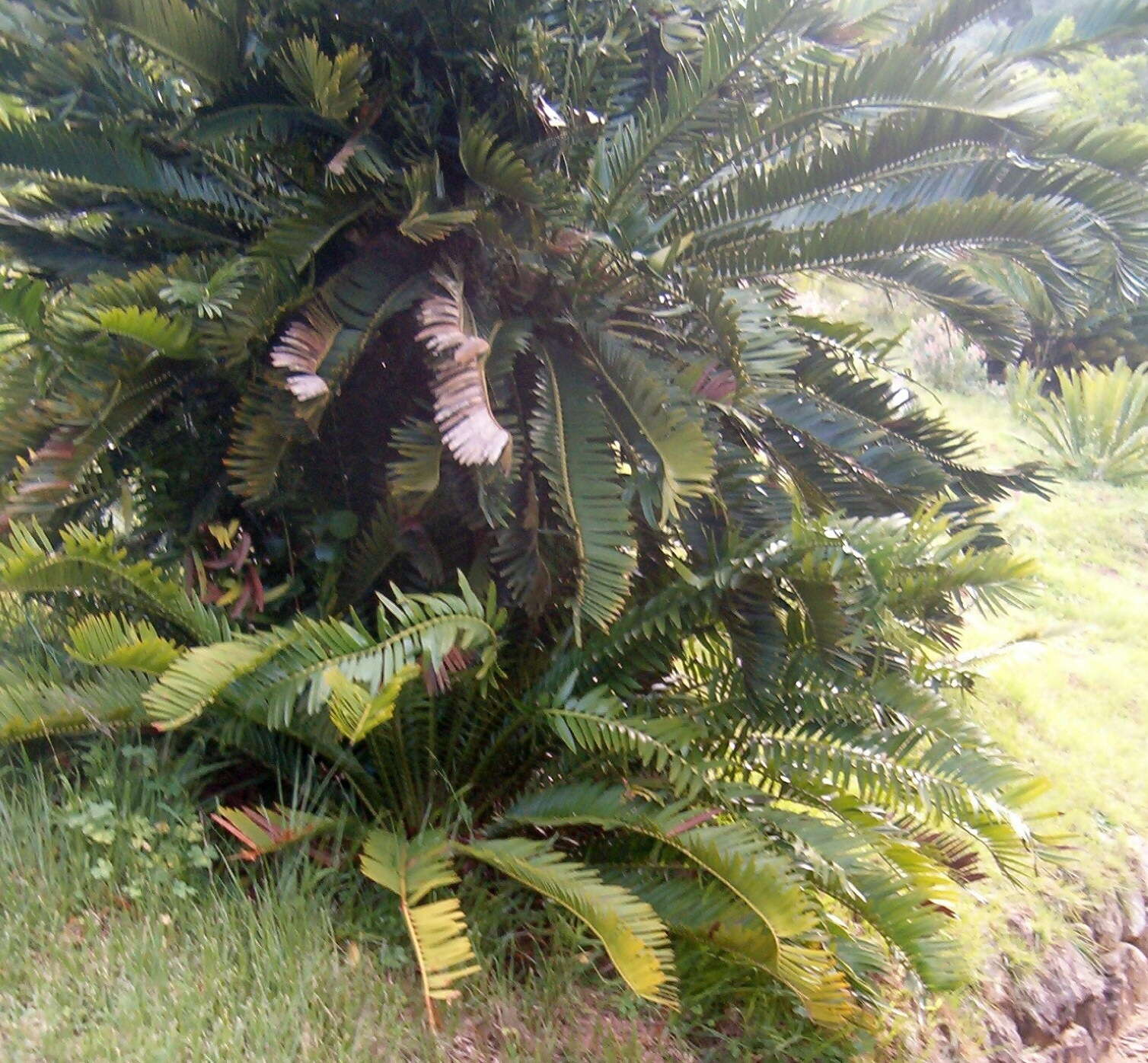 Image of Lebombo cycad