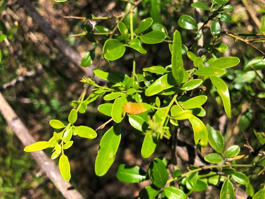 صورة Jasminum didymum subsp. racemosum (F. Muell.) P. S. Green