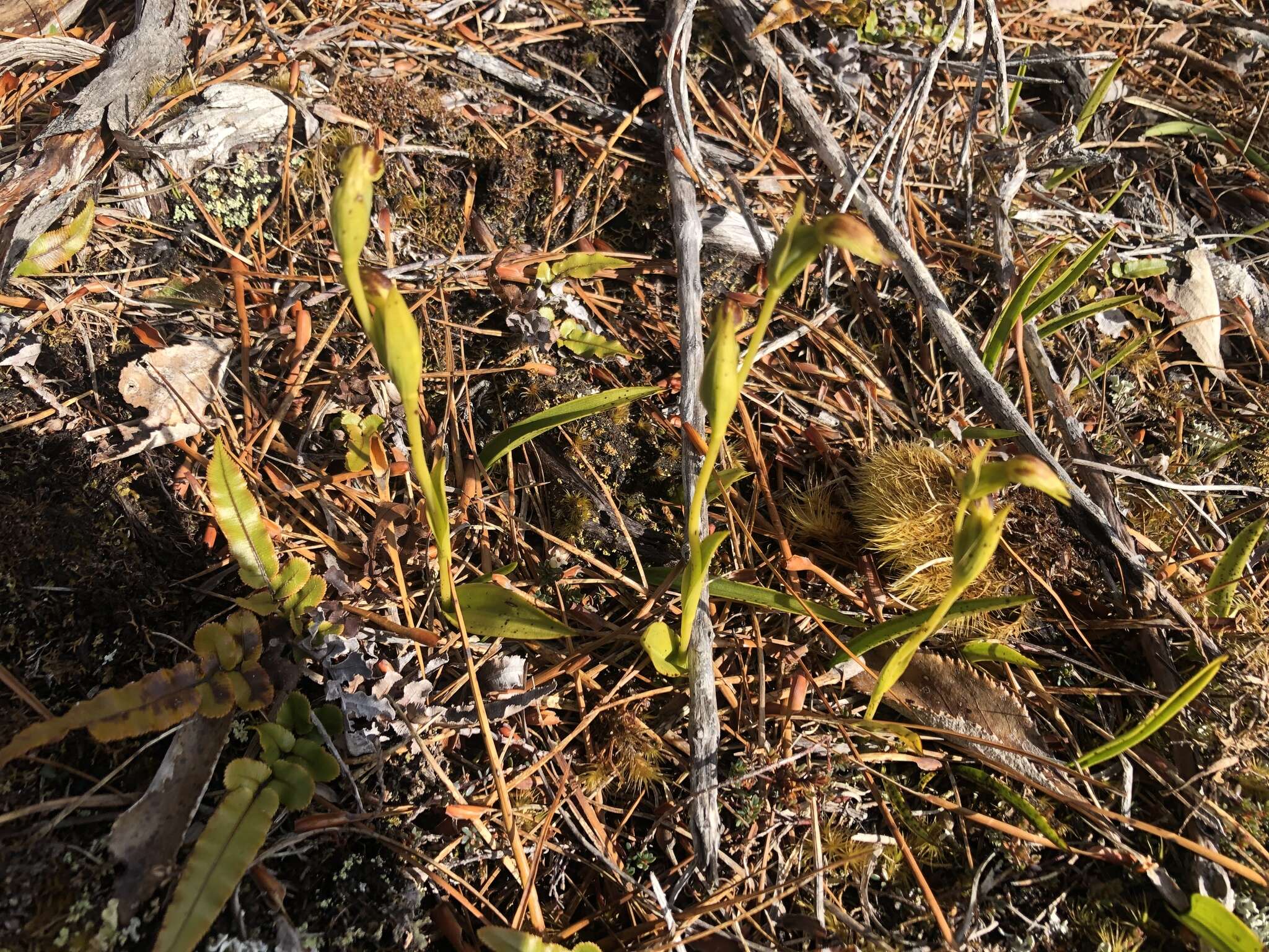 Image of Waireia stenopetala (Hook. fil.) D. L. Jones, M. A. Clem. & Molloy