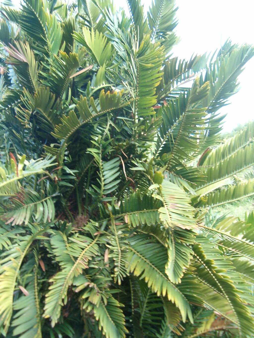 Image of Lebombo cycad