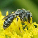 Image of Callandrena Cockerell 1898