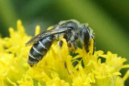 Image of Callandrena Cockerell 1898