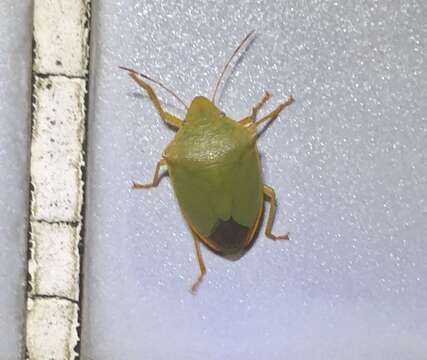 Image of <i>Halyabbus unicolor</i> Distant 1900