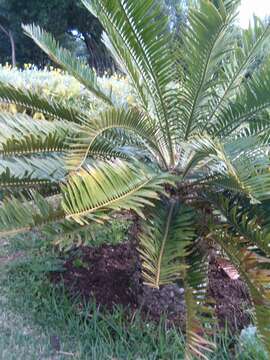 Image of Lebombo cycad