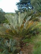 Image of Karoo cycad