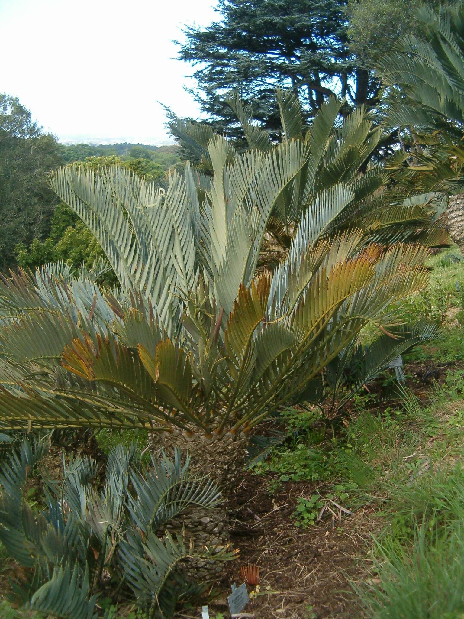 Image de Encephalartos lehmannii Lehm.