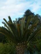 Image of Karoo cycad