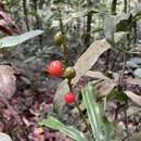 Image of Dracaena porteri Baker