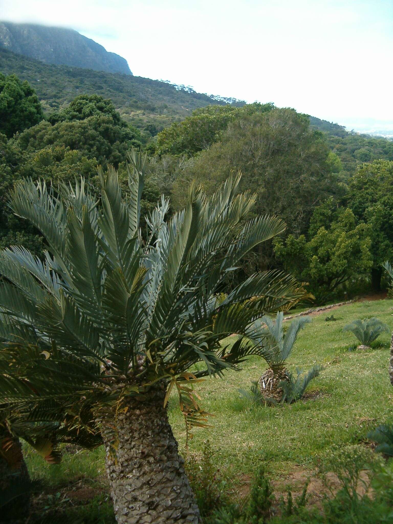 Image de Encephalartos lehmannii Lehm.