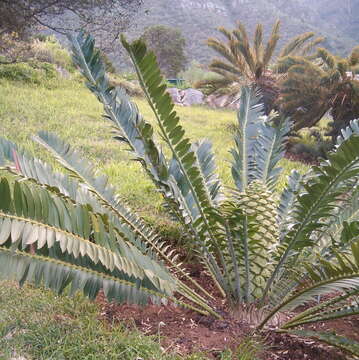 Image of Gorongo Cycad