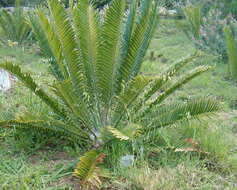 Imagem de Encephalartos natalensis R. A. Dyer & I. Verd.