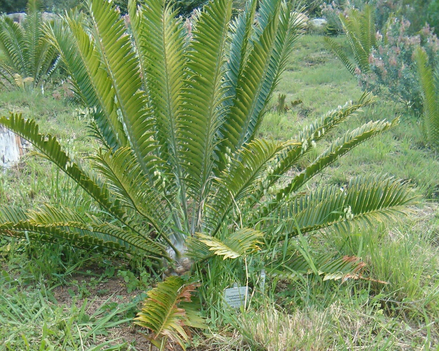 Imagem de Encephalartos natalensis R. A. Dyer & I. Verd.