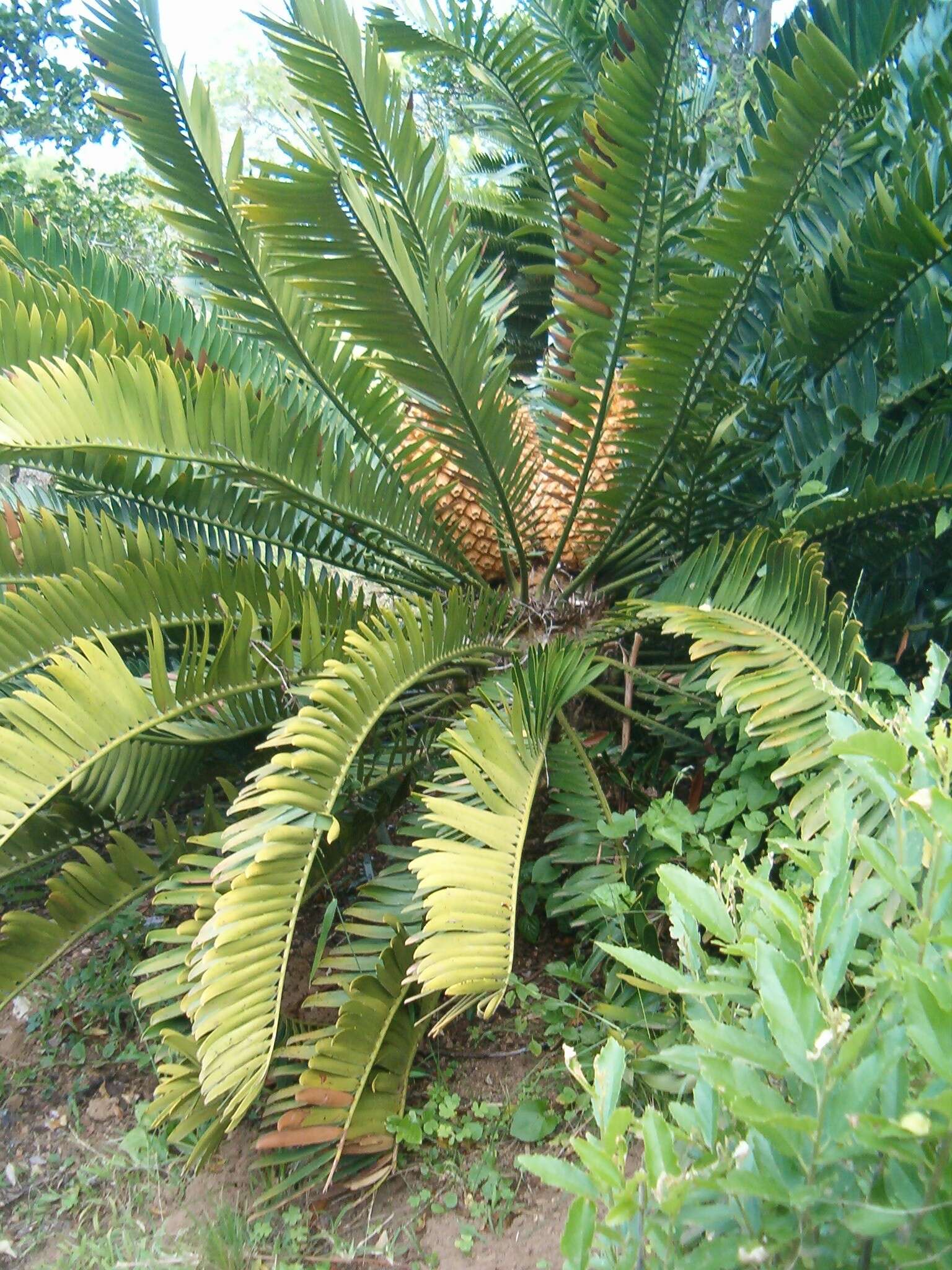 Imagem de Encephalartos natalensis R. A. Dyer & I. Verd.