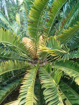 Imagem de Encephalartos natalensis R. A. Dyer & I. Verd.