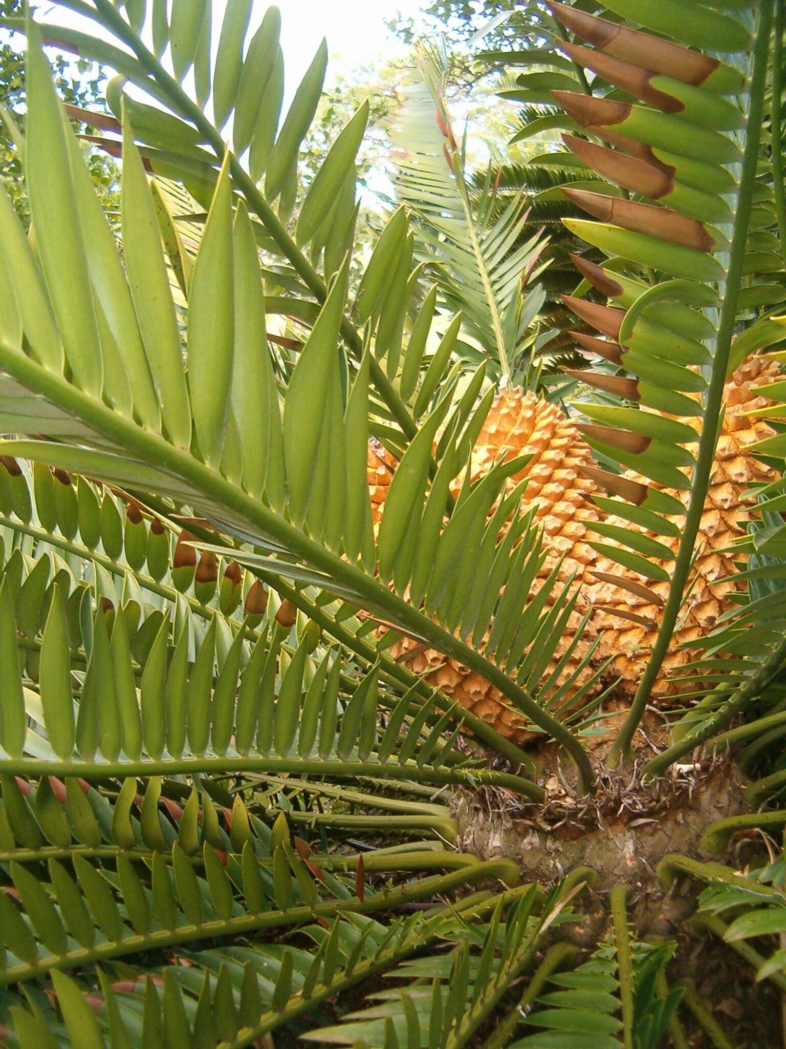 Image of Natal Cycad