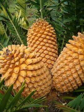 Imagem de Encephalartos natalensis R. A. Dyer & I. Verd.