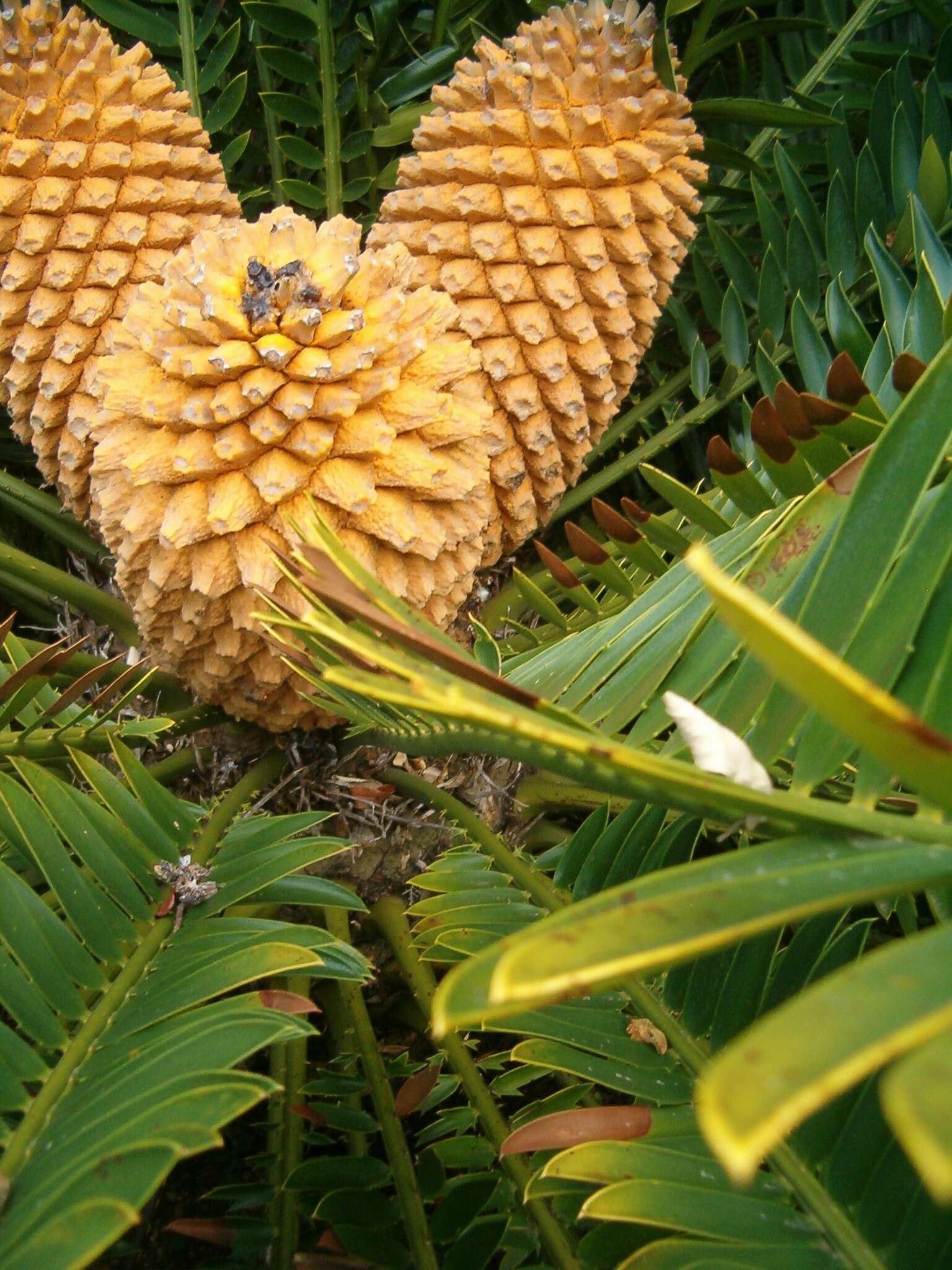 Image of Natal Cycad