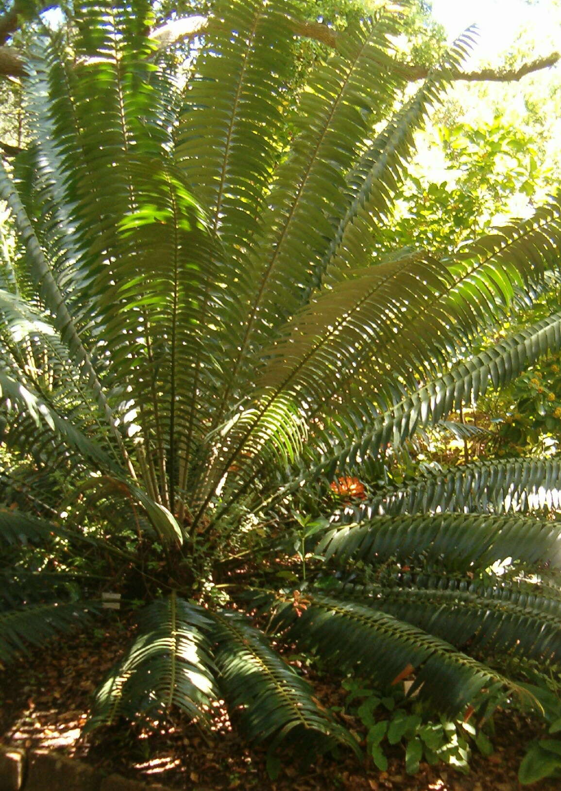 Image of Barberton Cycad