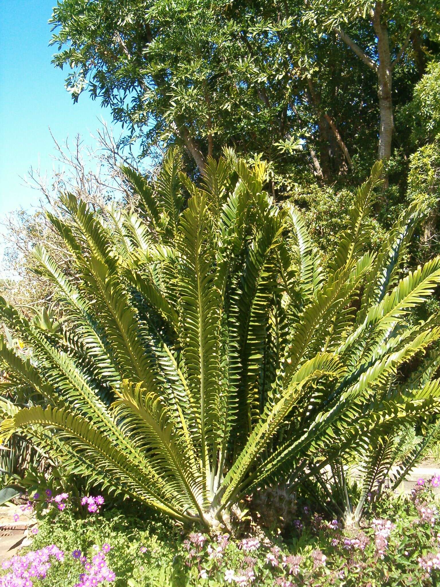 Image of Modjadji Cycad