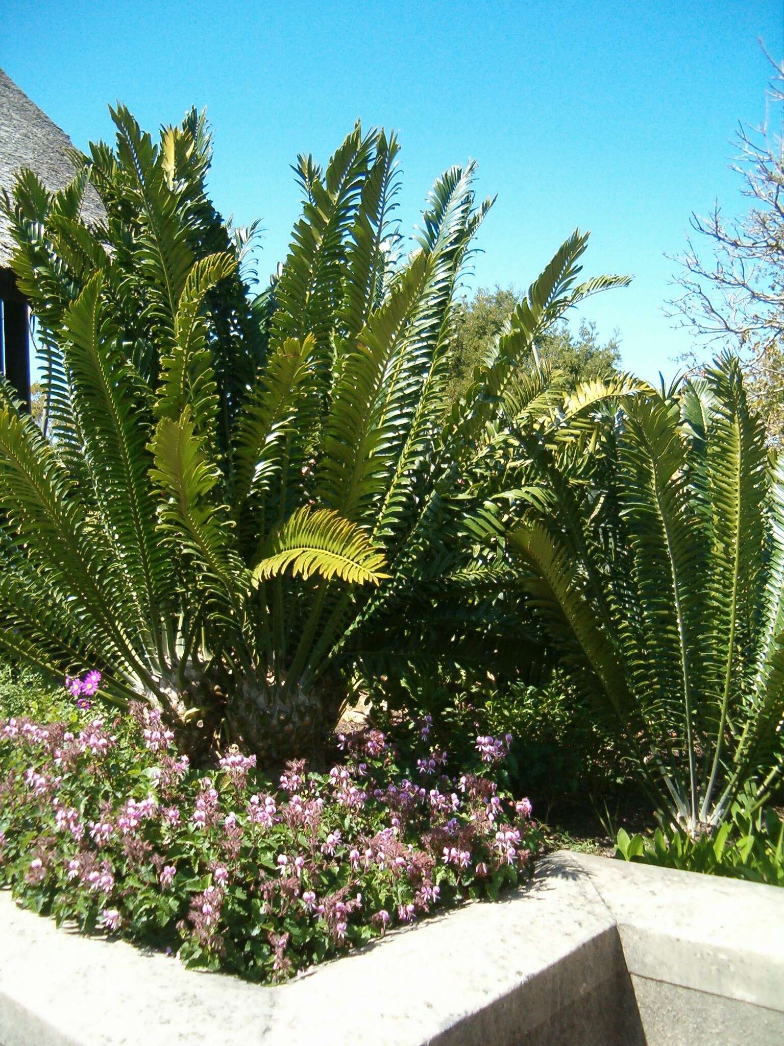 Image of Modjadji Cycad