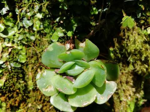 Image of Echeveria elegans Rose