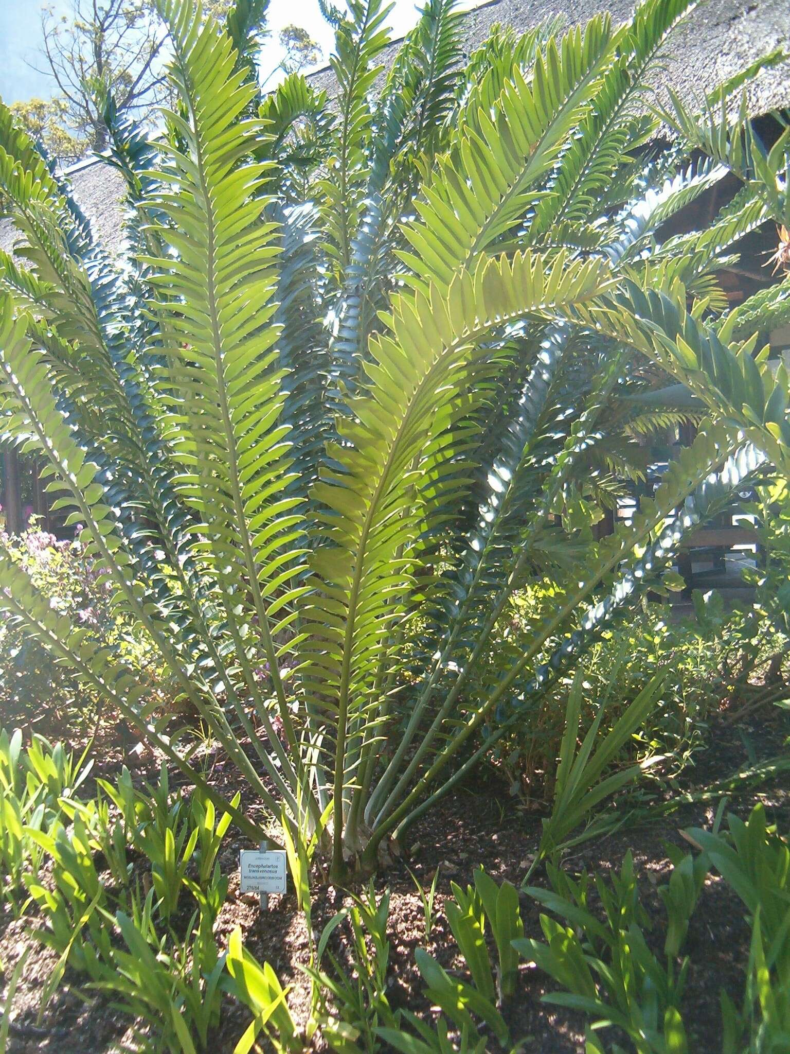 Image of Modjadji Cycad