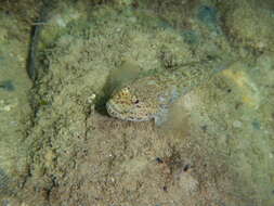 Image of Incognito Goby