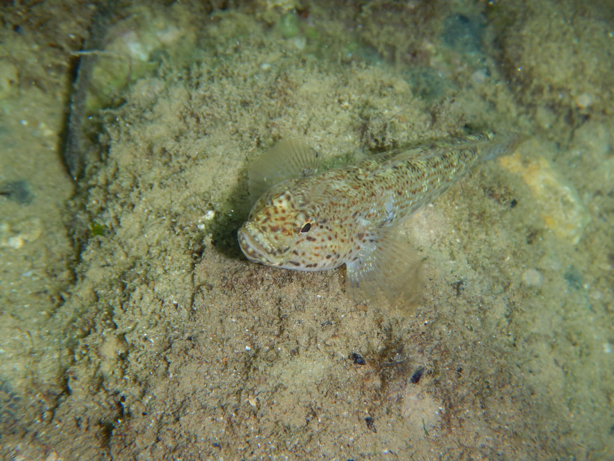 Image of Incognito Goby