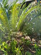 Image of Modjadji Cycad